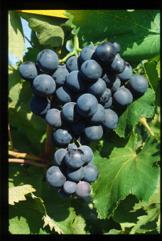 Variété de raisin de table noir Alphonse Lavallée